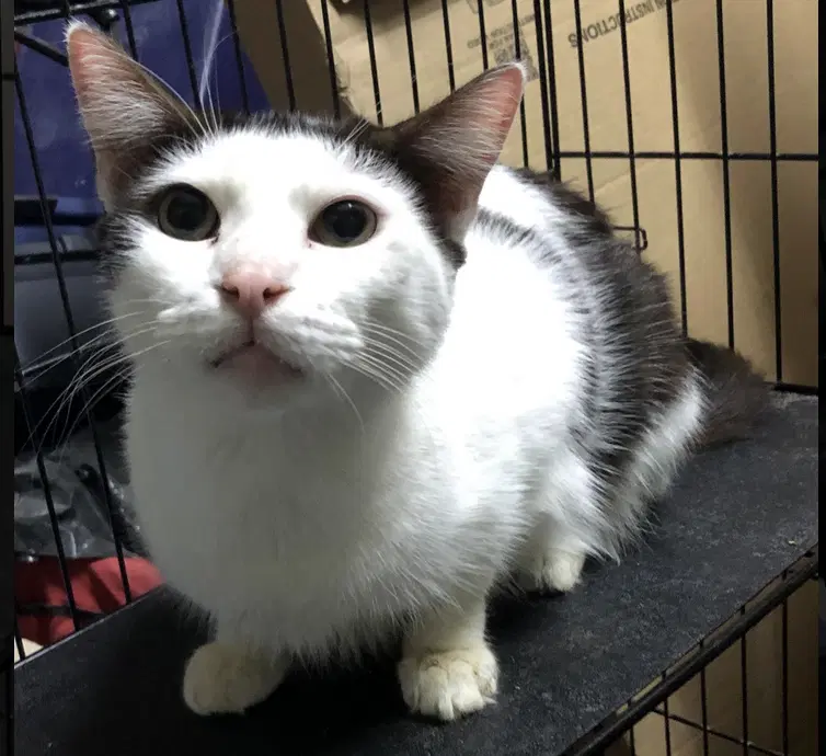 Trooper - Domestic Short Hair