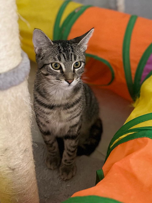ZEUS - Domestic Short Hair available for adoption
