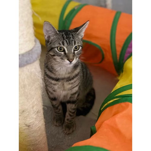 ZEUS - Domestic Short Hair available for adoption