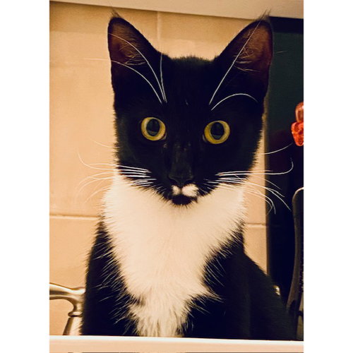 BUBBLES - Domestic Short Hair available for adoption