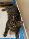 Benni - Photo 2
