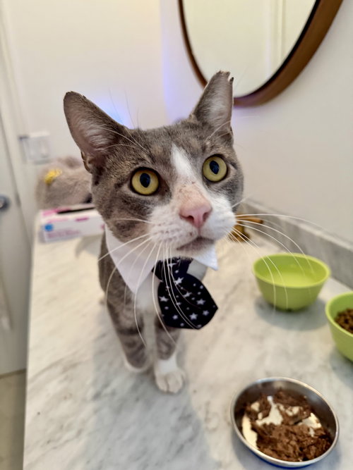 STUMPY - Domestic Short Hair available for adoption
