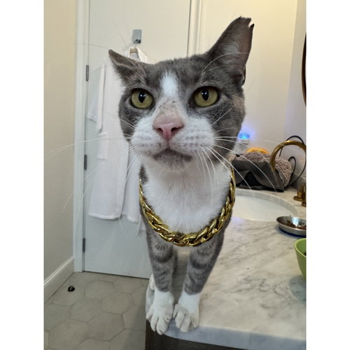 picture of the cat needing adoption