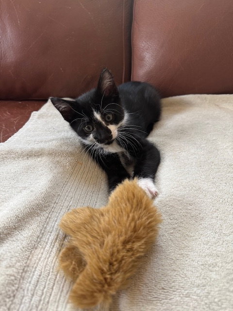 LUCKY - Domestic Short Hair available for adoption