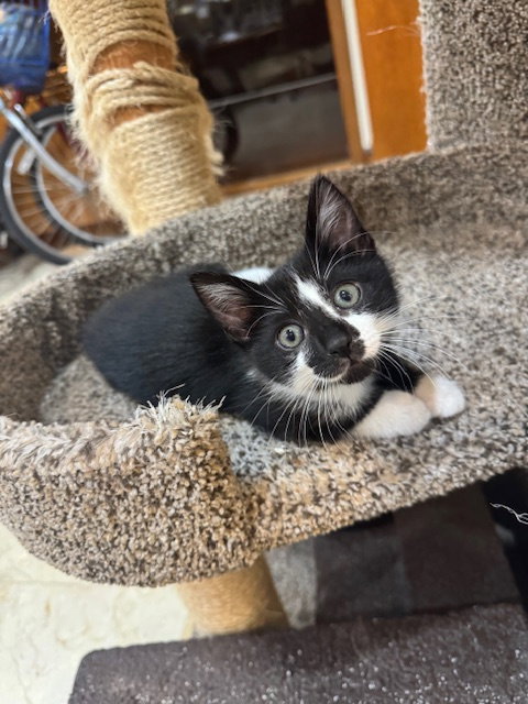 LUCKY - Domestic Short Hair available for adoption