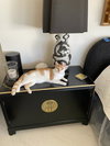 Buddy - Photo 1
