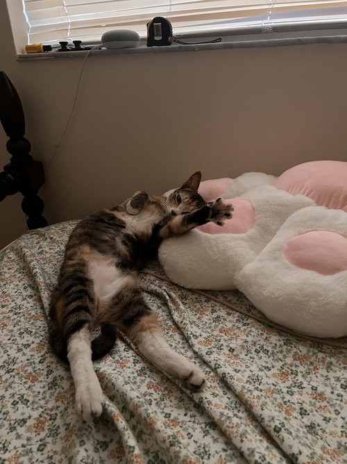 picture of the cat needing adoption