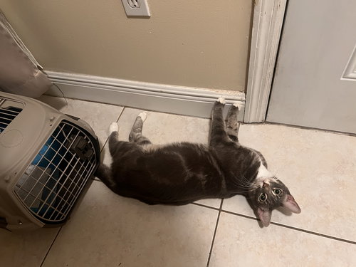Tom, Young Domestic Short Hair / Mixed (short coat), cat for adoption in Miami Beach, Florida