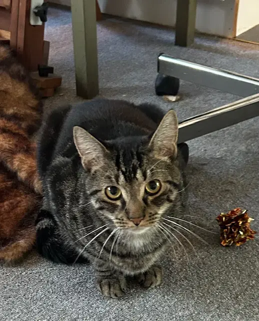 Grayson - Domestic Short Hair