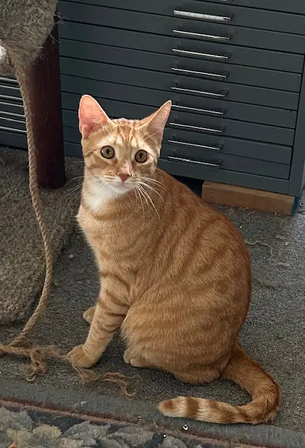Stripey - Domestic Short Hair
