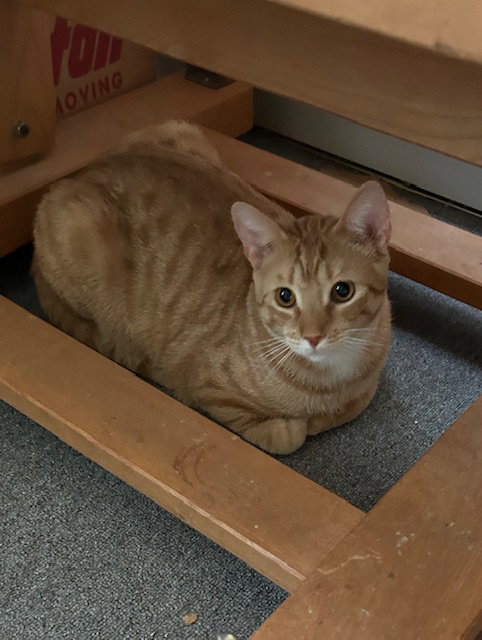 Stripey