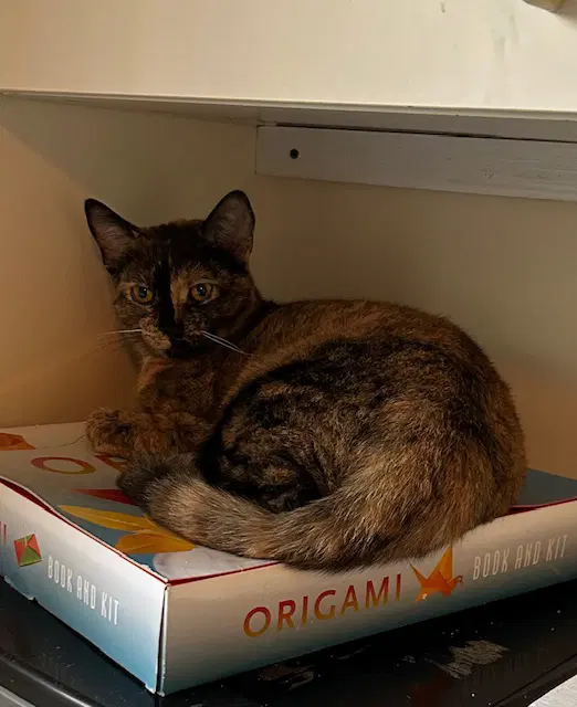 Tortina - Domestic Short Hair