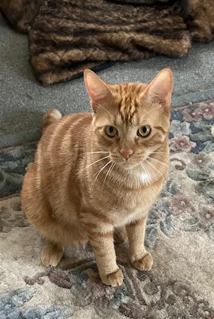 Splotchy - Domestic Short Hair