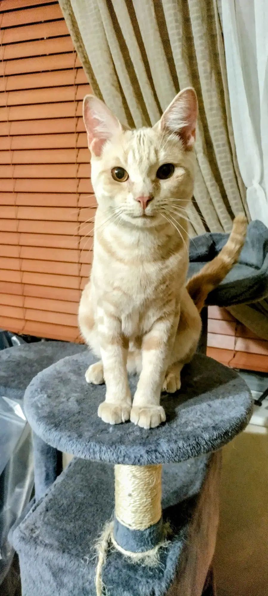 Olaf image 2