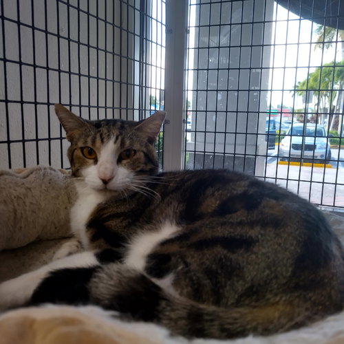 picture of the cat needing adoption