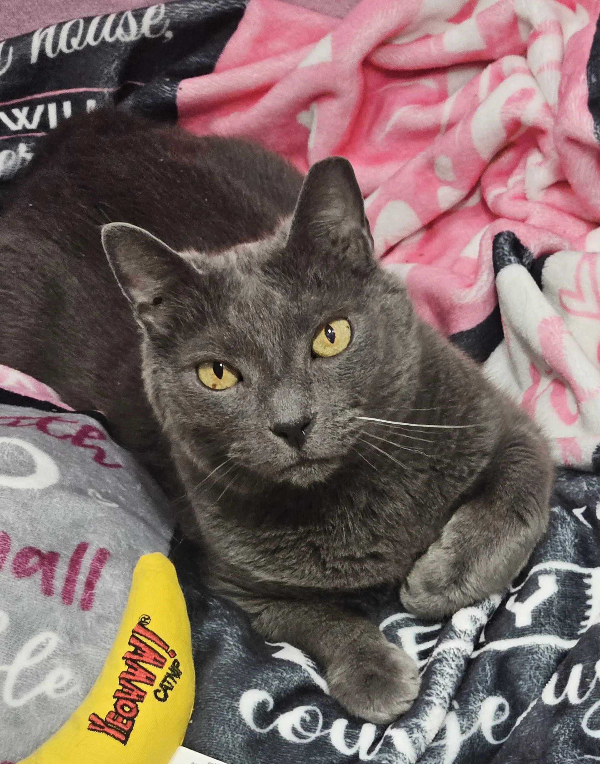 Cusa - Russian Blue