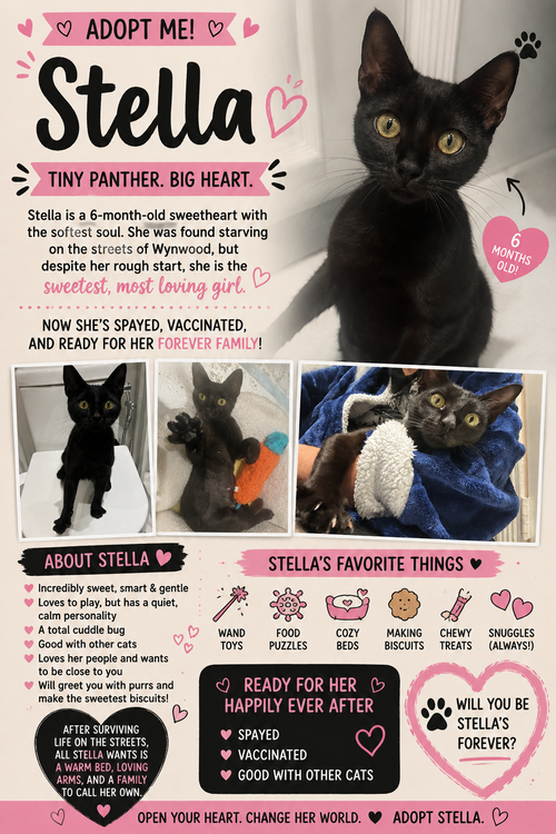 Stella photo 2