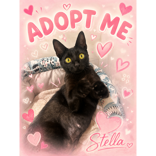 Stella, Young Domestic Short Hair / Mixed (short coat), cat for adoption in Lauderhill, Florida