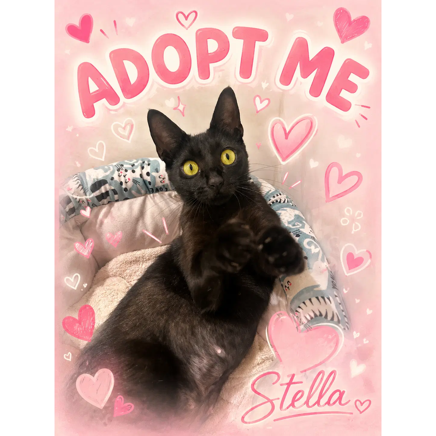 Stella - Domestic Short Hair