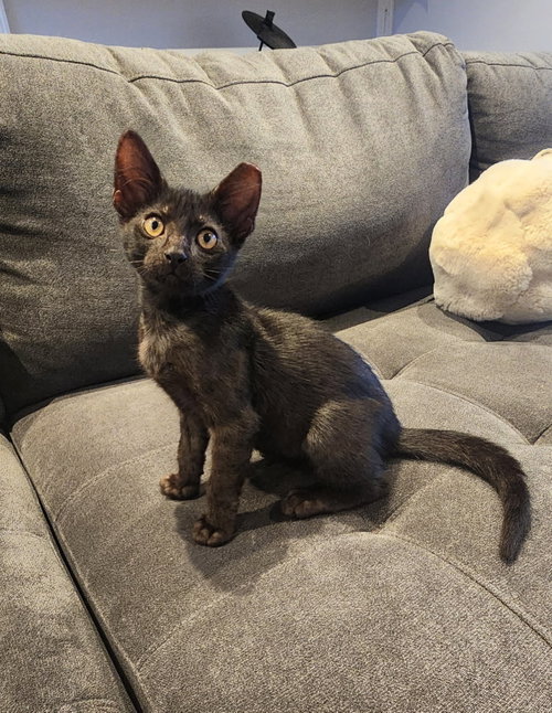 Squiddo, an adoptable Domestic Short Hair in Miami, FL