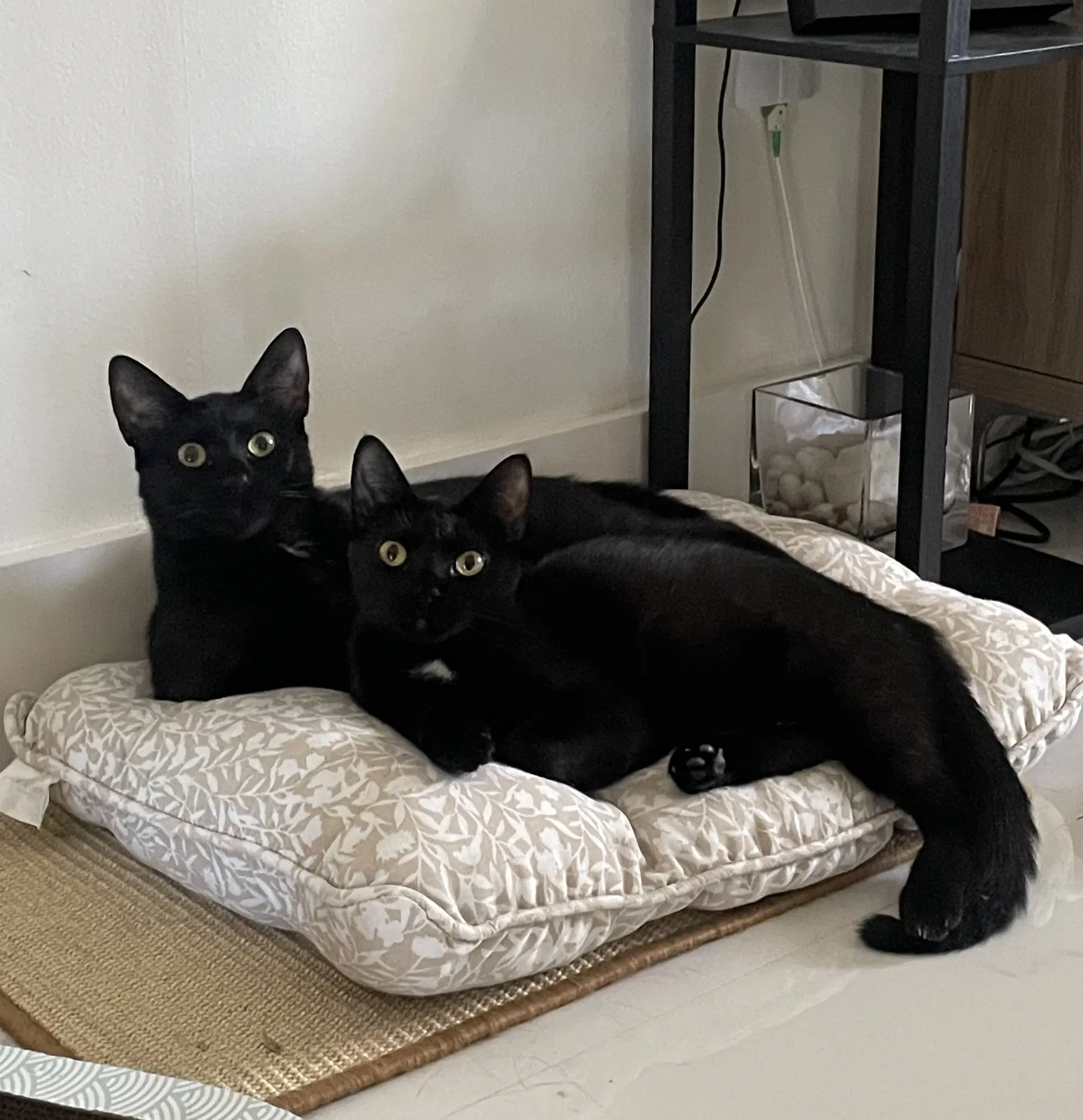 Kika And Breonna - Domestic Short Hair