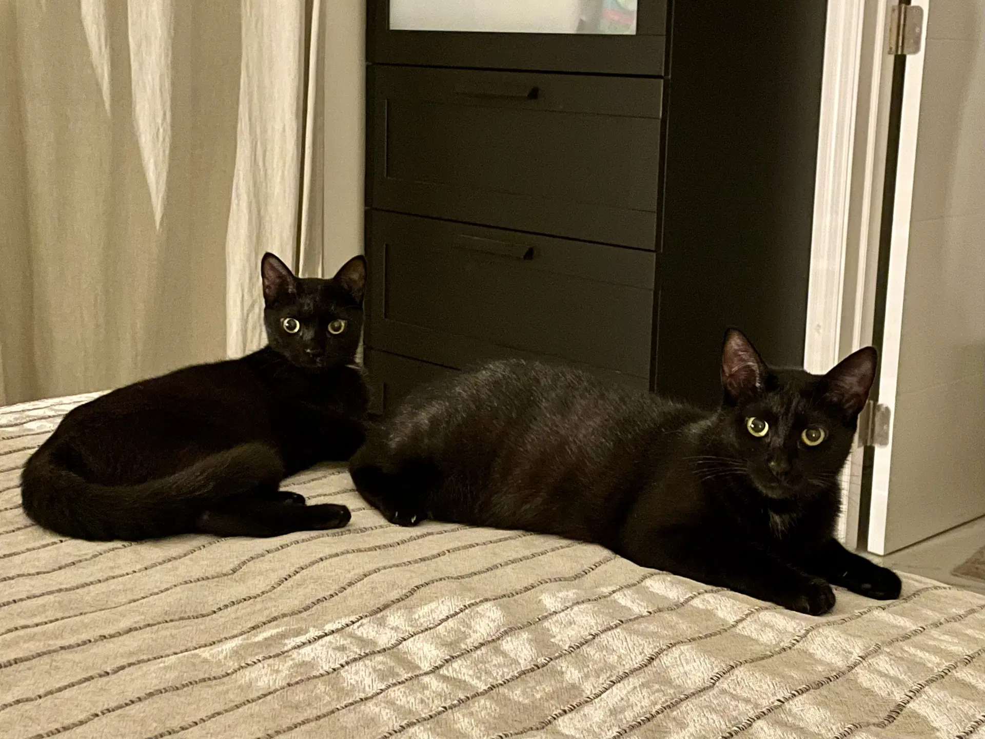 Kika And Breonna - Domestic Short Hair