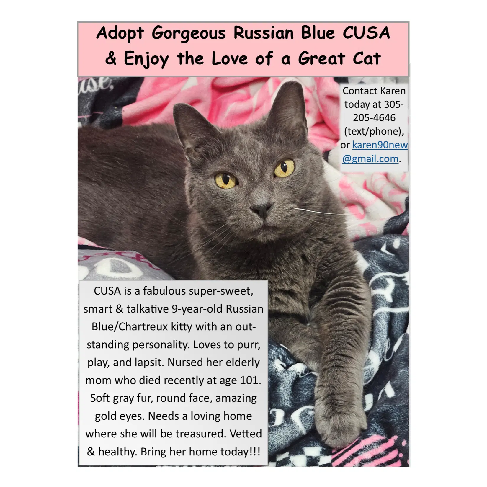 Cusa - Russian Blue