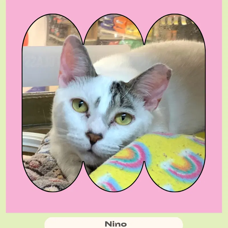 Nino - Domestic Short Hair