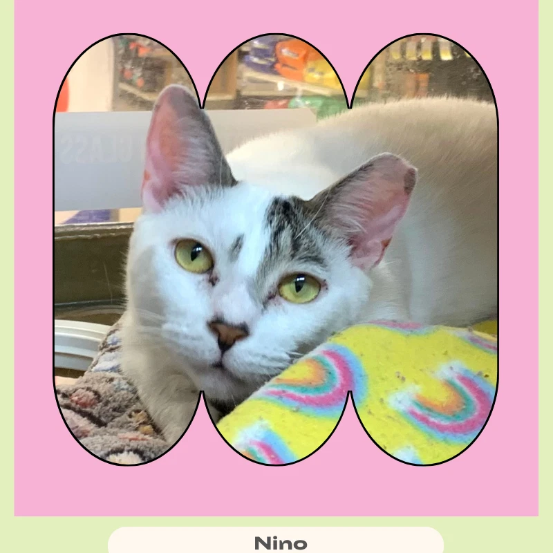 Nino