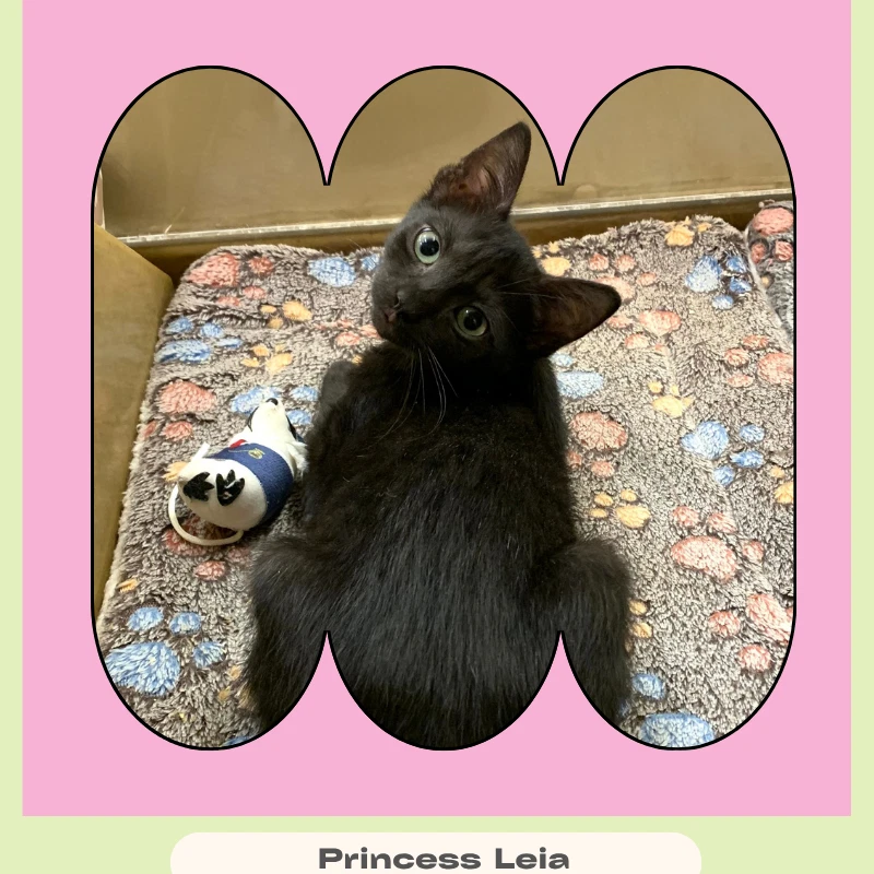 Princess Leia