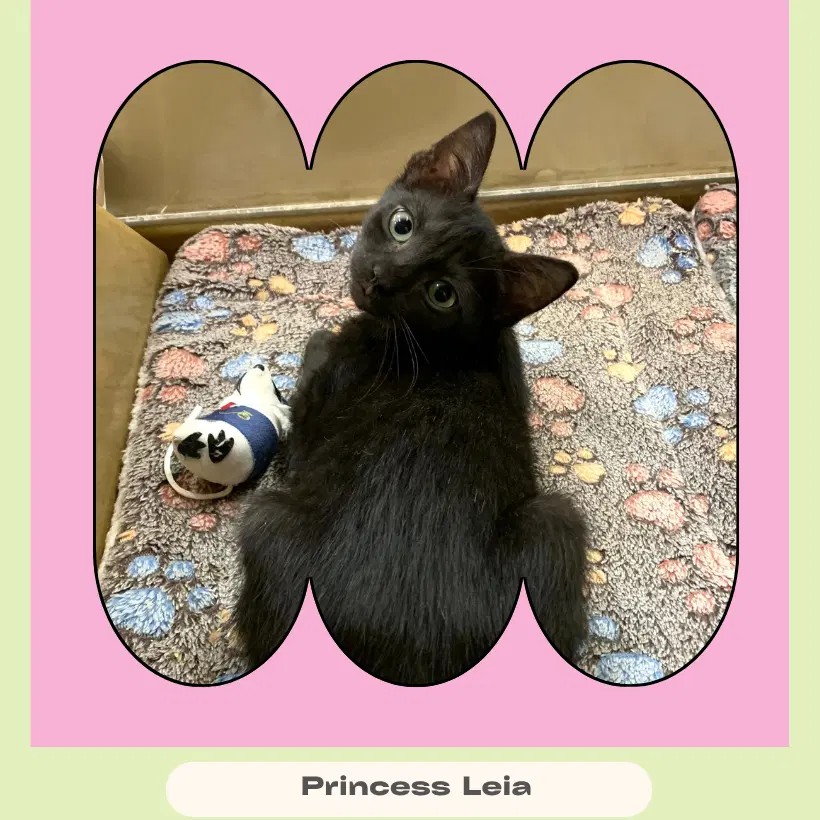 Princess Leia image 2