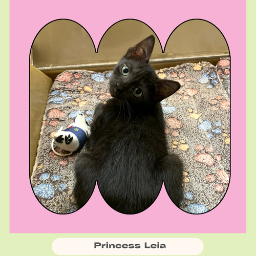 Photo 2 of Princess Leia