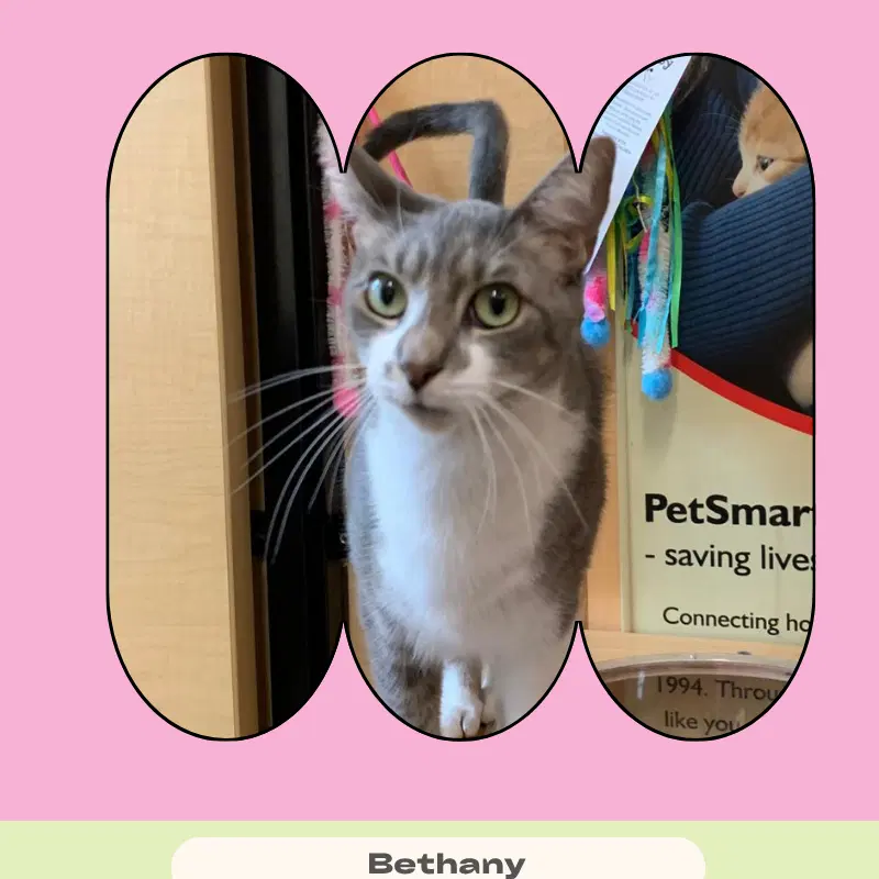Bethany - Domestic Short Hair