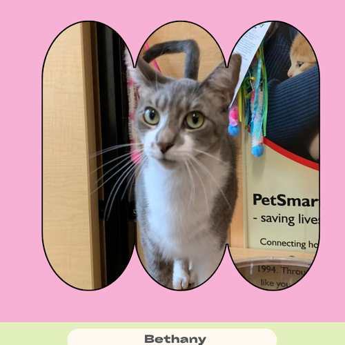Bethany, a cat for adoption from The Cat Network, Inc