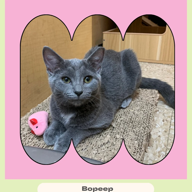 Bopeep