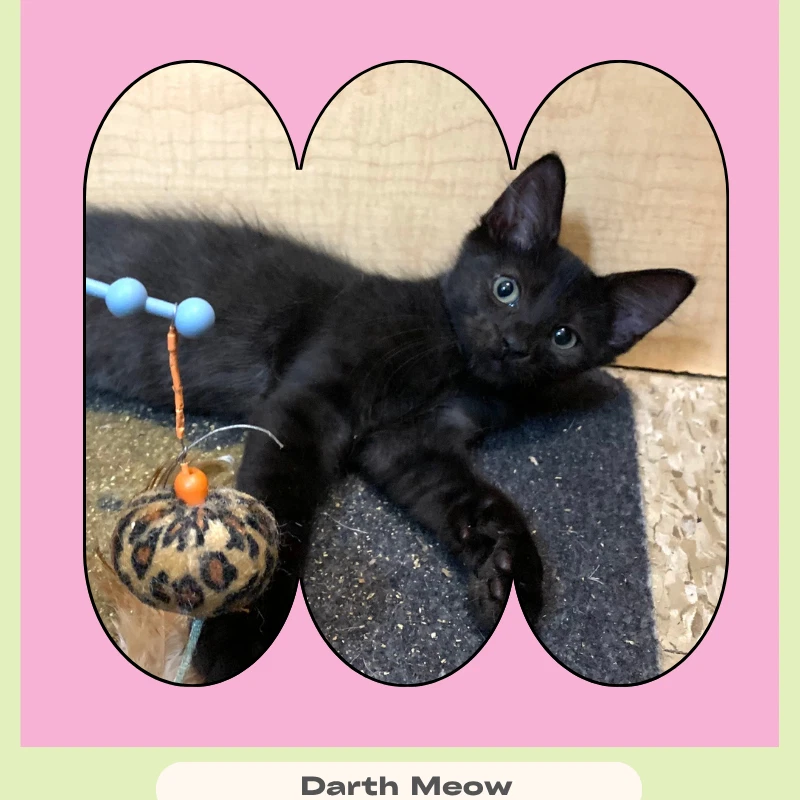 Darth Meow