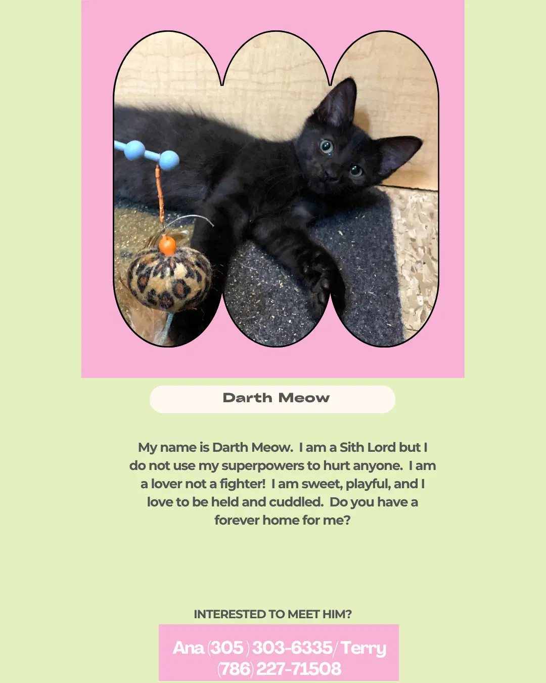 Darth Meow image 2