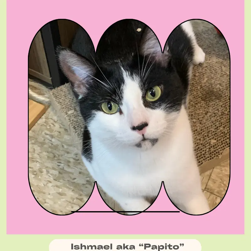Ishmael Aka Papito - Domestic Short Hair