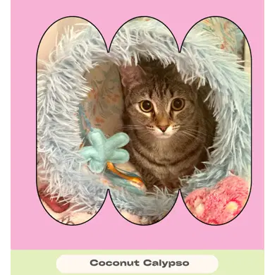 Coconut Calypso - Domestic Short Hair