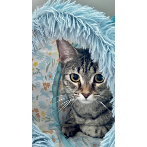 Coconut Calypso, a cat for adoption from The Cat Network, Inc
