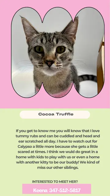 Cocoa Truffle image 2