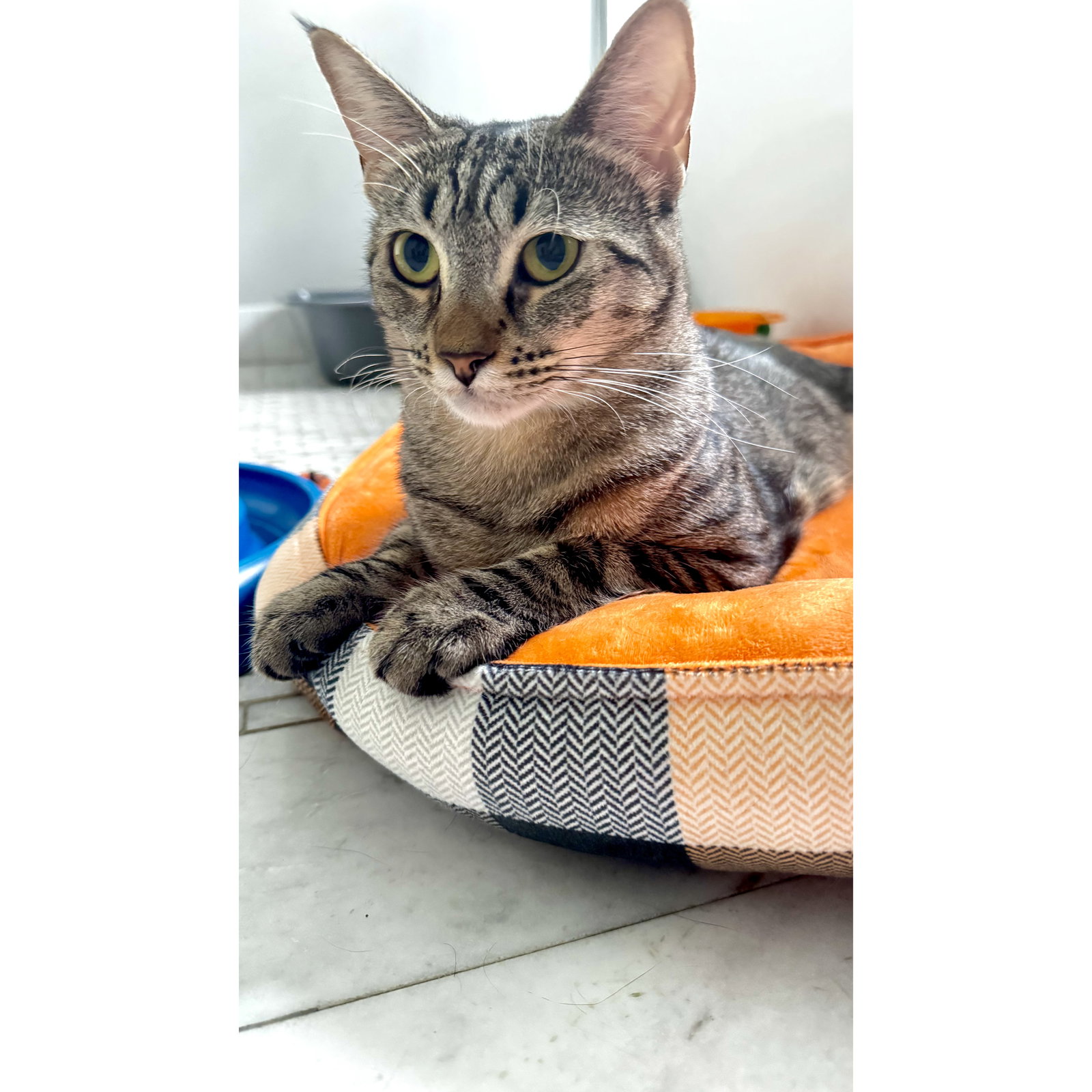 Cocoa Truffle, Domestic Short Hair