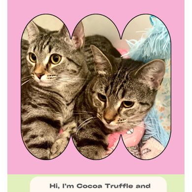 Coco Twins, Domestic Short Hair
