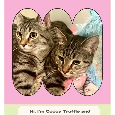 Cocoa Truffle And Coconut Calypso - Domestic Short Hair