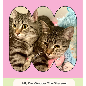 Coco Twins, a young female cat up for adoption