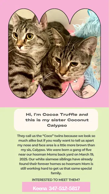 Cocoa Truffle And Coconut Calypso image 2