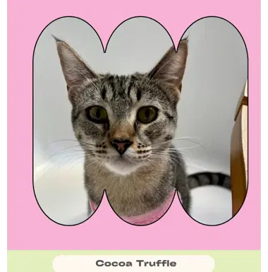 Cocoa Truffle And Coconut Calypso image 4