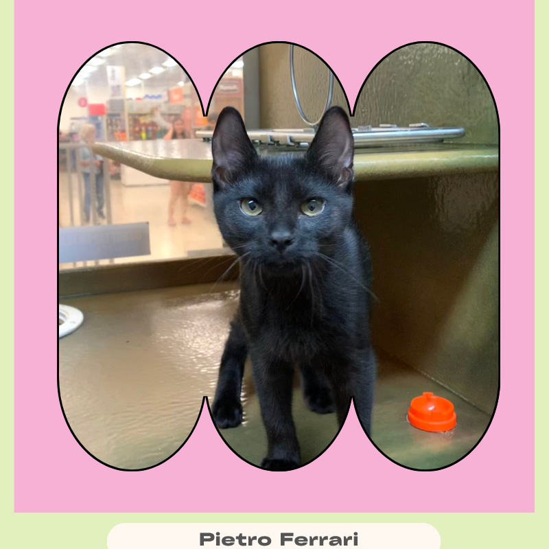 Pietro Ferrari, Domestic Short Hair