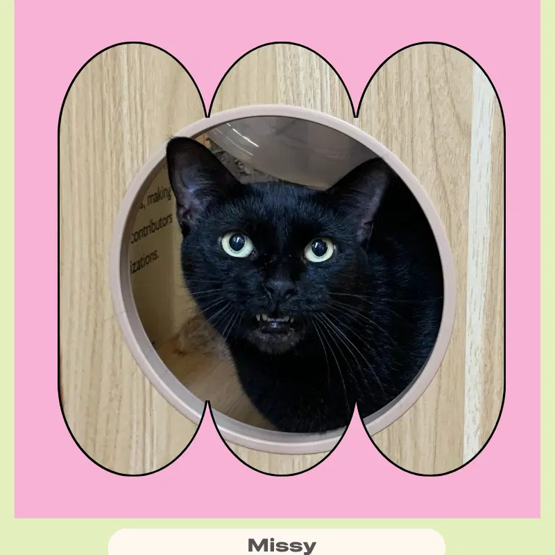 Missy image 1