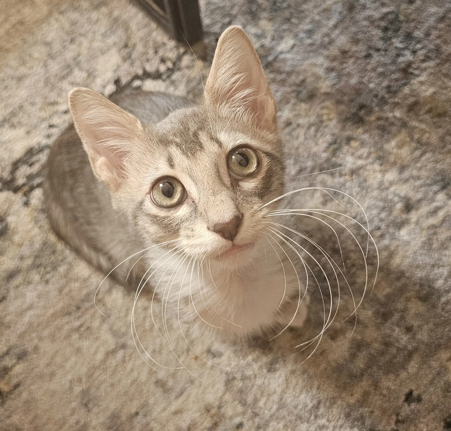 Forest - Domestic Short Hair